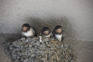 しあわせを運ぶ鳥